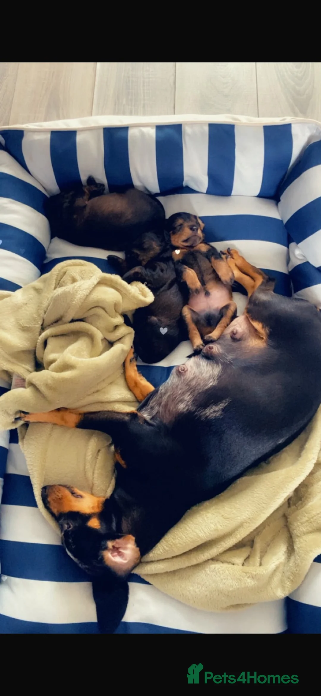 Mixed Breed dogs for sale: Little Penny  - Advert 2