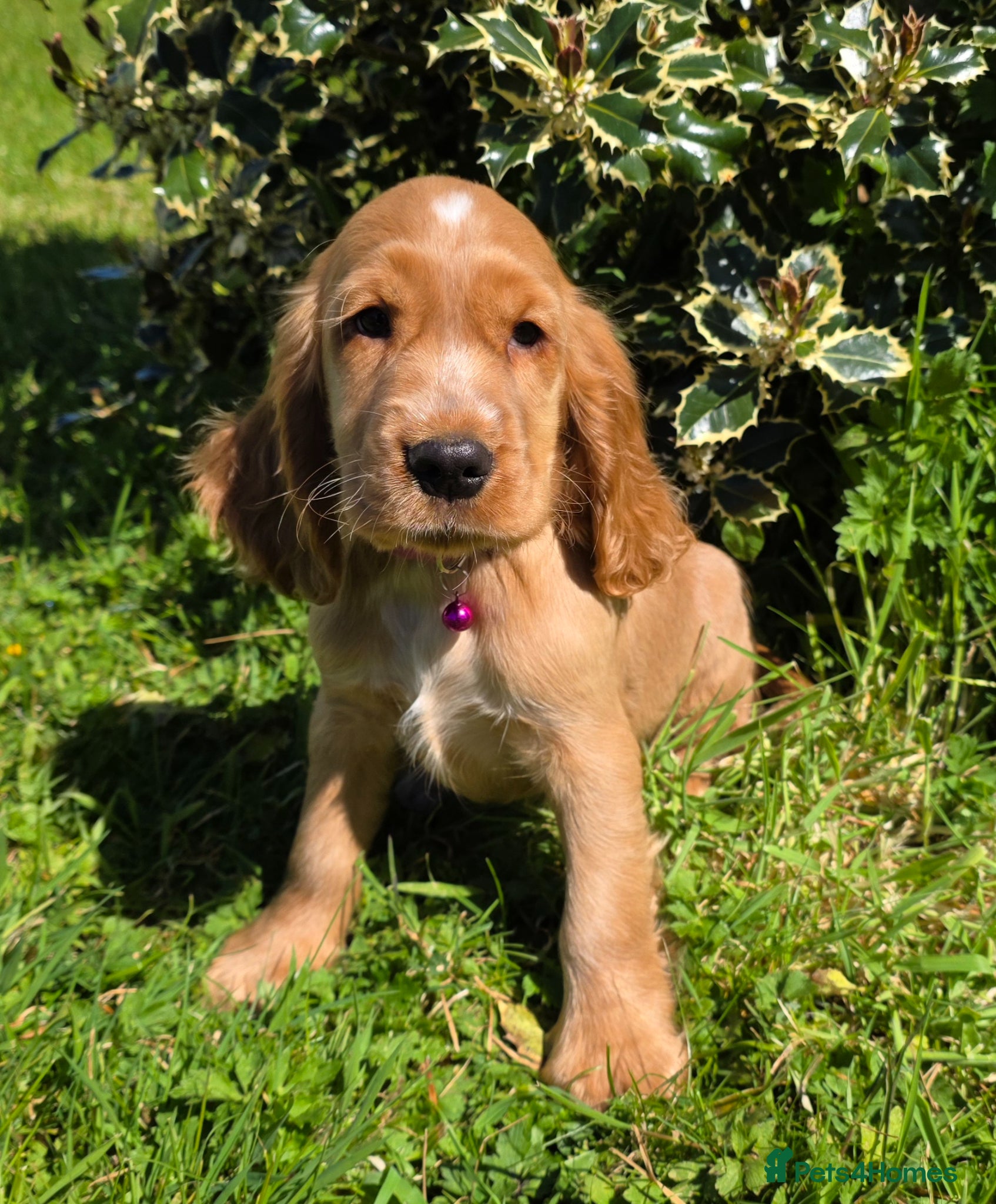 Cocker Spaniel dogs KC REGISTERED and DNA TESTED CLEAR  - Advert 1