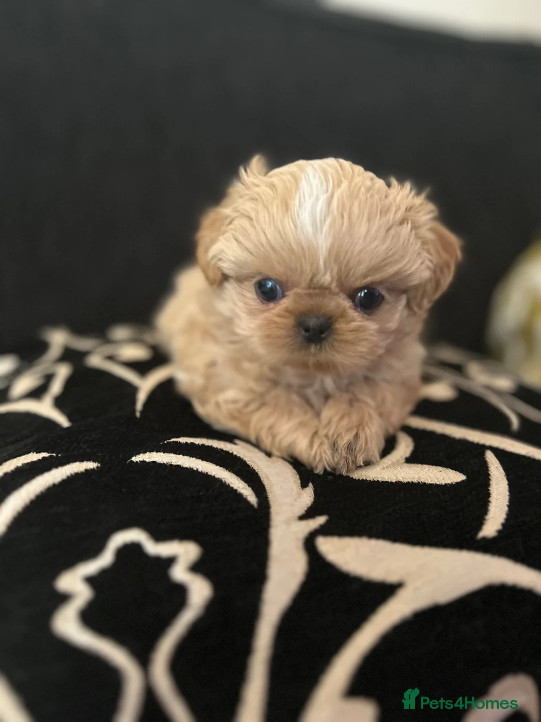 Shih Tzu dogs for sale: 3 perfect imperial Shih Tzu girls  in Tredegar - Advert 2