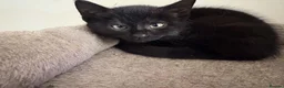 British Shorthair cats for sale: Kitten for sale - Advert 9