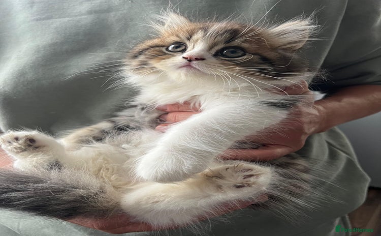 Persian cats - Advert 4