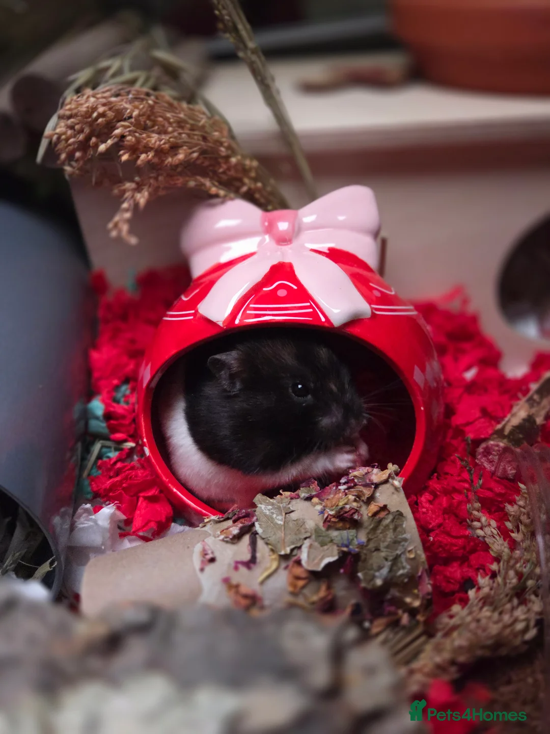 Hamster rodents for sale: Female syrian hamster for adoption - Advert 3