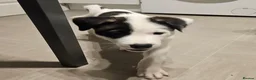 Mixed Breed dogs for sale: American Bulldog x American Akita - Advert 12