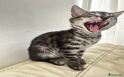 Bengal cats for sale: Stunning Silver & Charcoal Bengal Boys & Girls! - Image 9