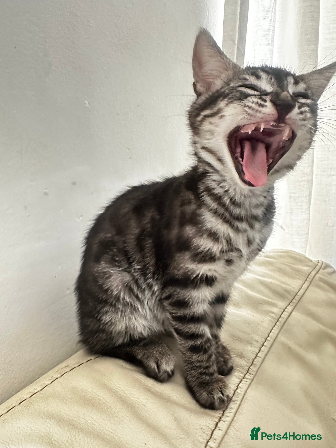 Bengal cats for sale: Stunning Silver & Charcoal Bengal Boys & Girls! - Image 9