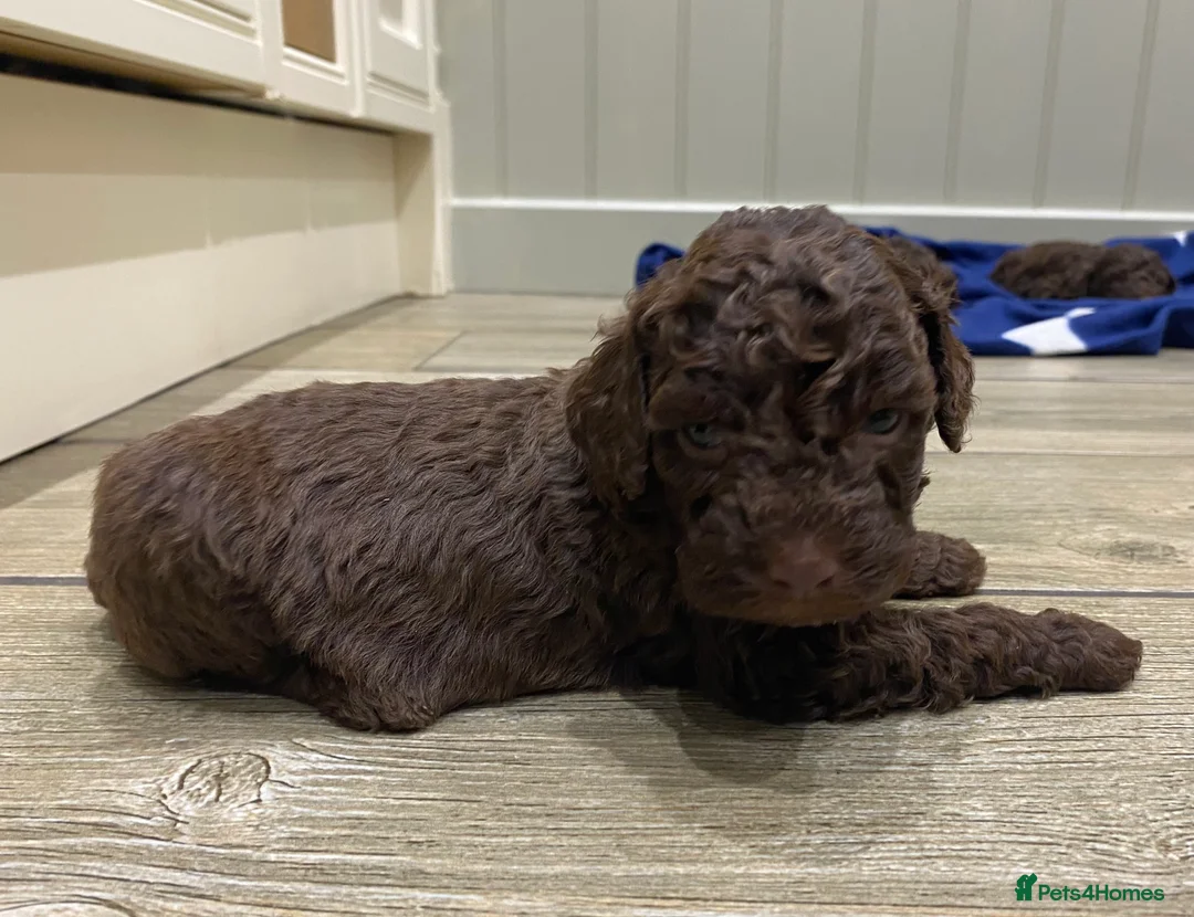 Lagotto Romagnolo dogs for sale: Lagotto romagnolo Puppies  - Advert 37