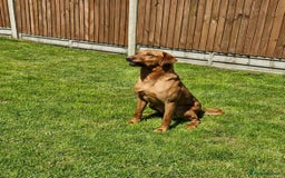 Labrador Retriever dogs for sale: Stunning KC Fox Reds  - Advert 15