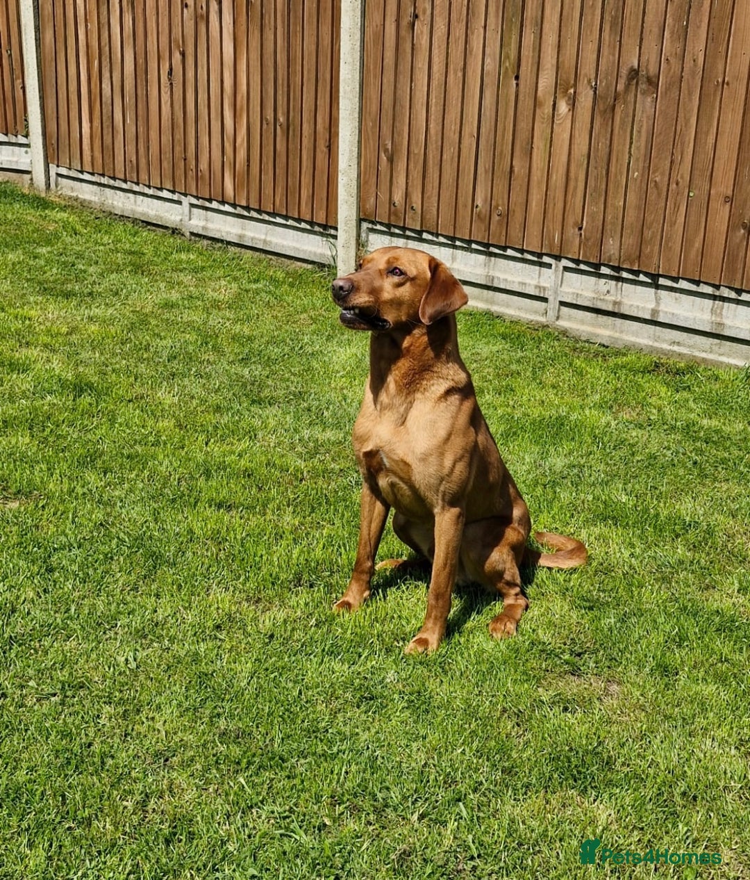 Labrador Retriever dogs for sale: Stunning KC Fox Reds  - Advert 15