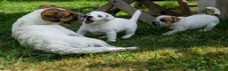 Jack Russell dogs for sale: Jack Russel puppies in Hull - Advert 8