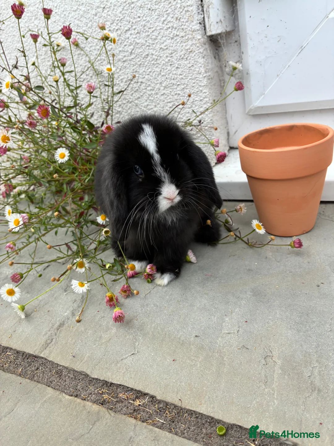 Mini Lop rabbits for sale: Gorgeous blue eye black mini lop  - Advert 2