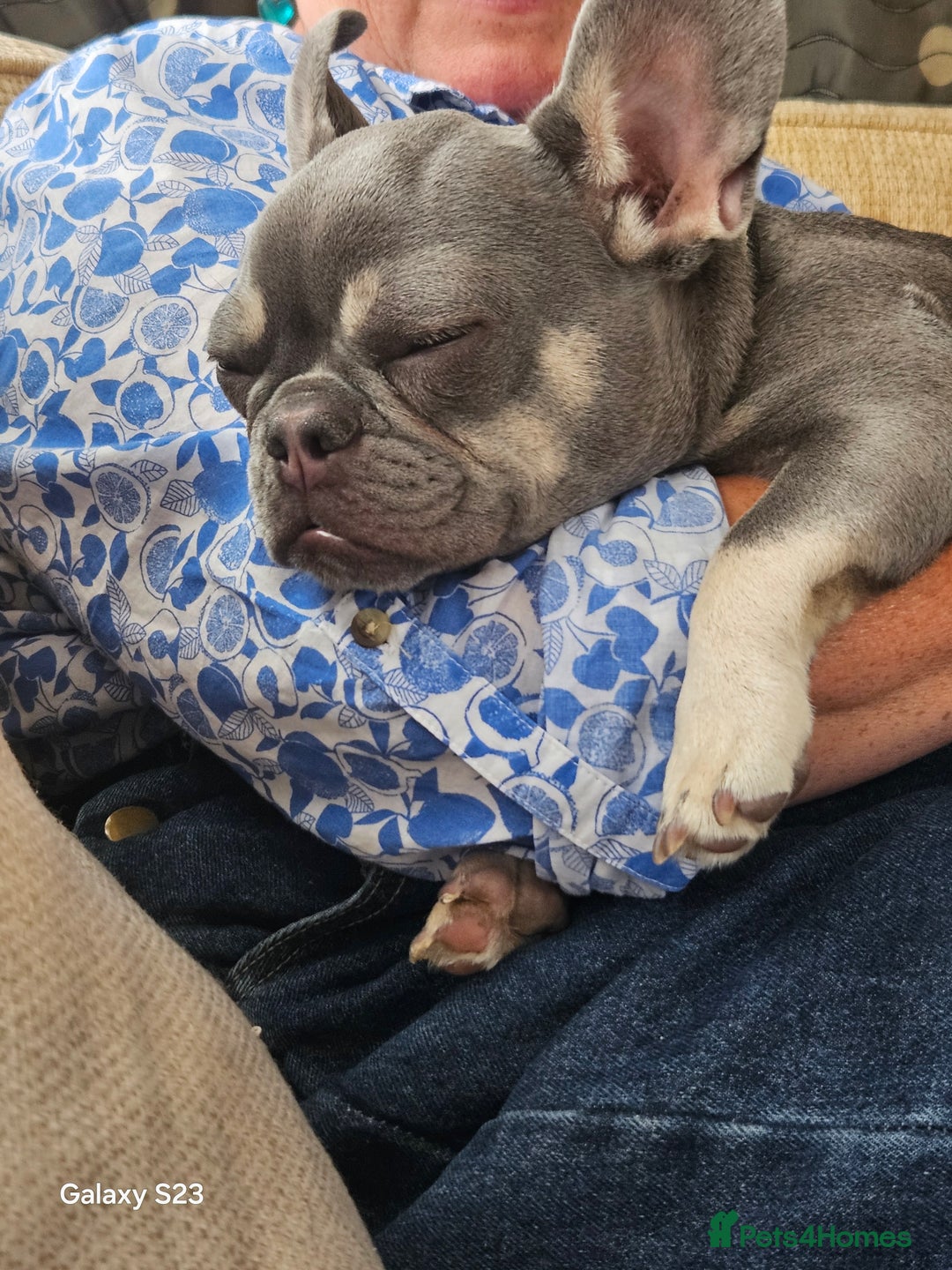 French Bulldog dogs for sale: Frenchie for sale  - Image 4