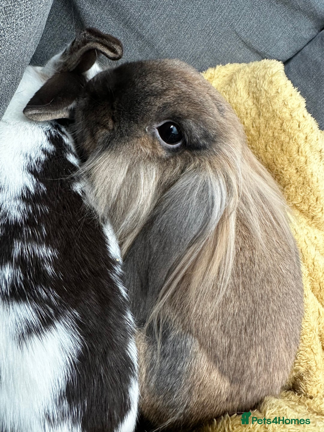 Mixed Breed rabbits for sale: Male and female rabbits 🩷🩵 - Advert 6