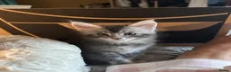 Maine Coon cats for sale: Maine Coon kittens in Boston - Advert 8