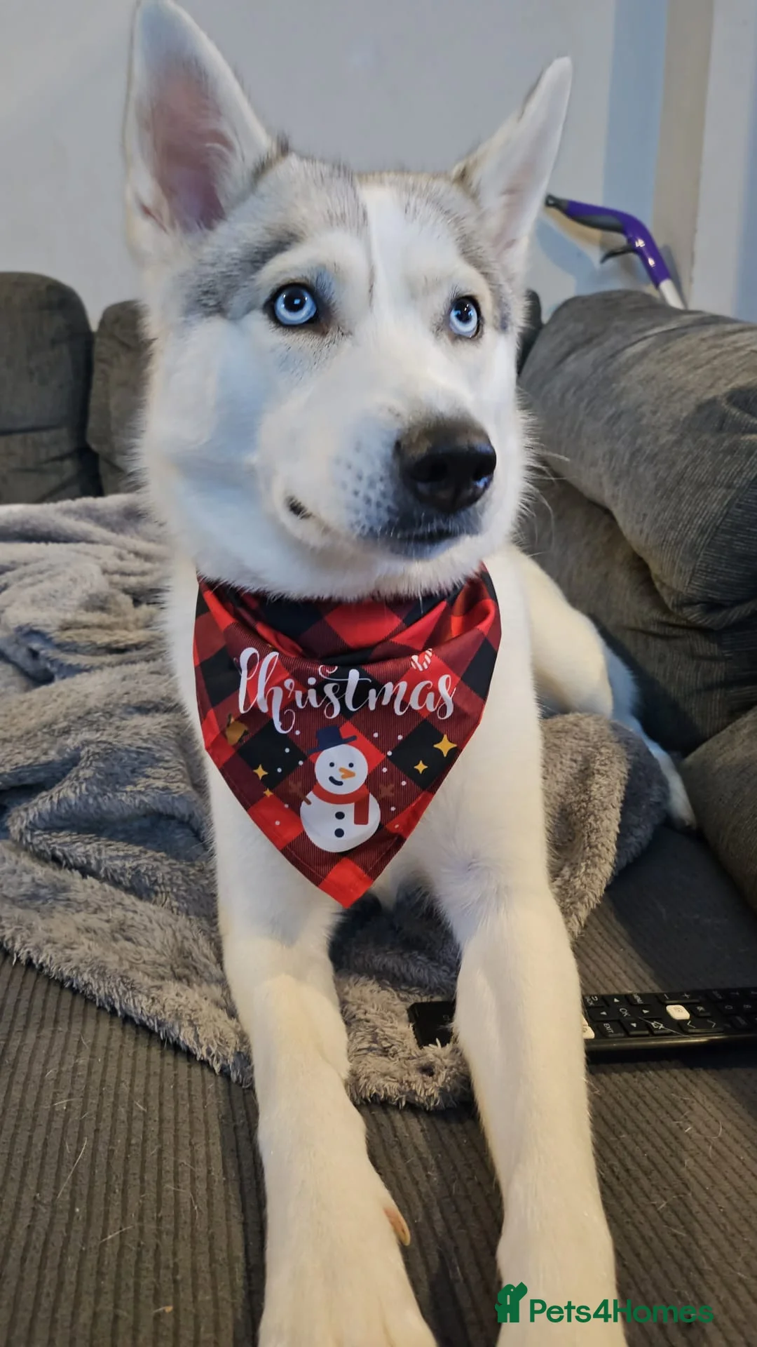 Siberian Husky dogs for sale: Siberian Husky For Rehoming in Kilmarnock - Advert 1
