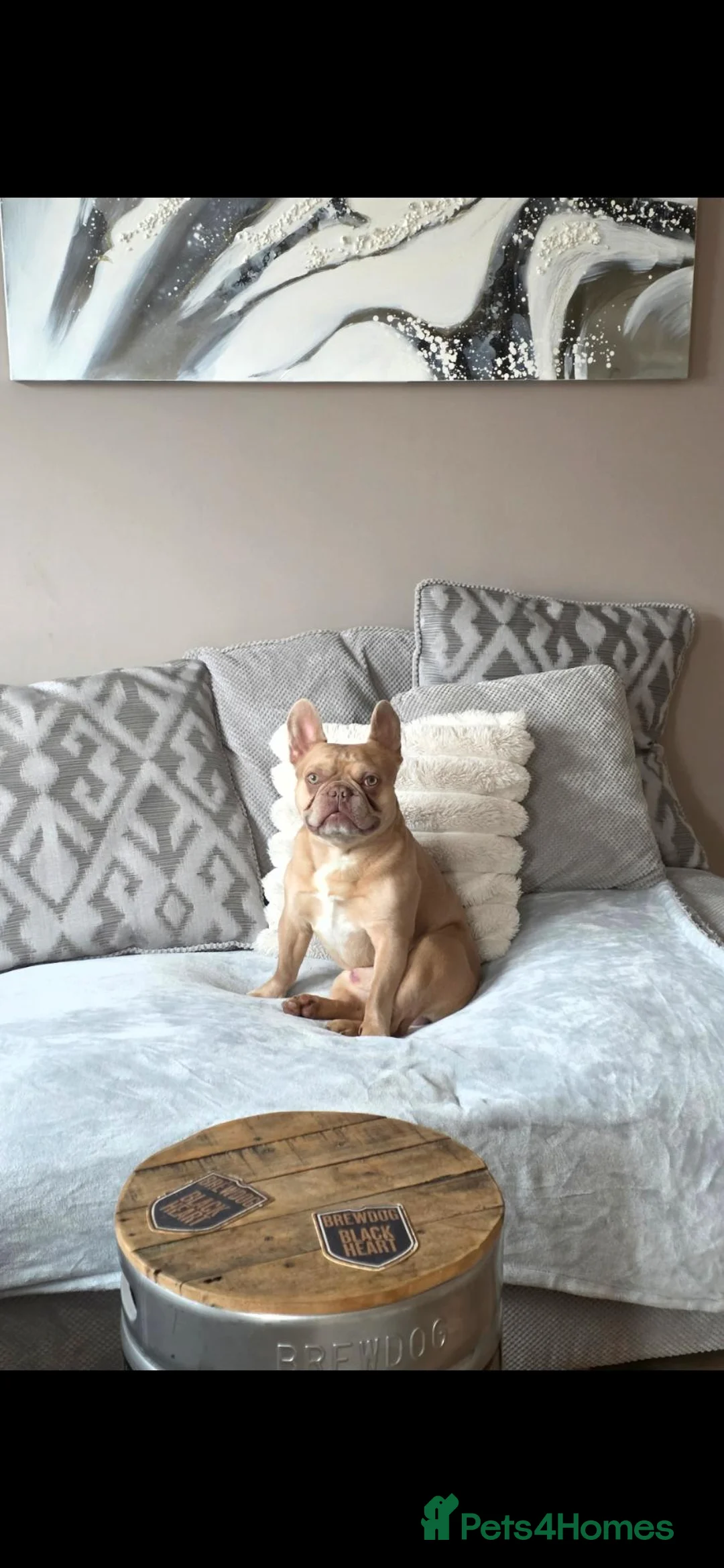 French Bulldog dogs for sale: 3 YEAR OLD MALE FRENCH BULLDOG - Advert 2