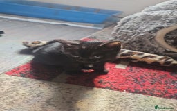 Mixed Breed cats for sale: Bengal/Siamese  - Image 2