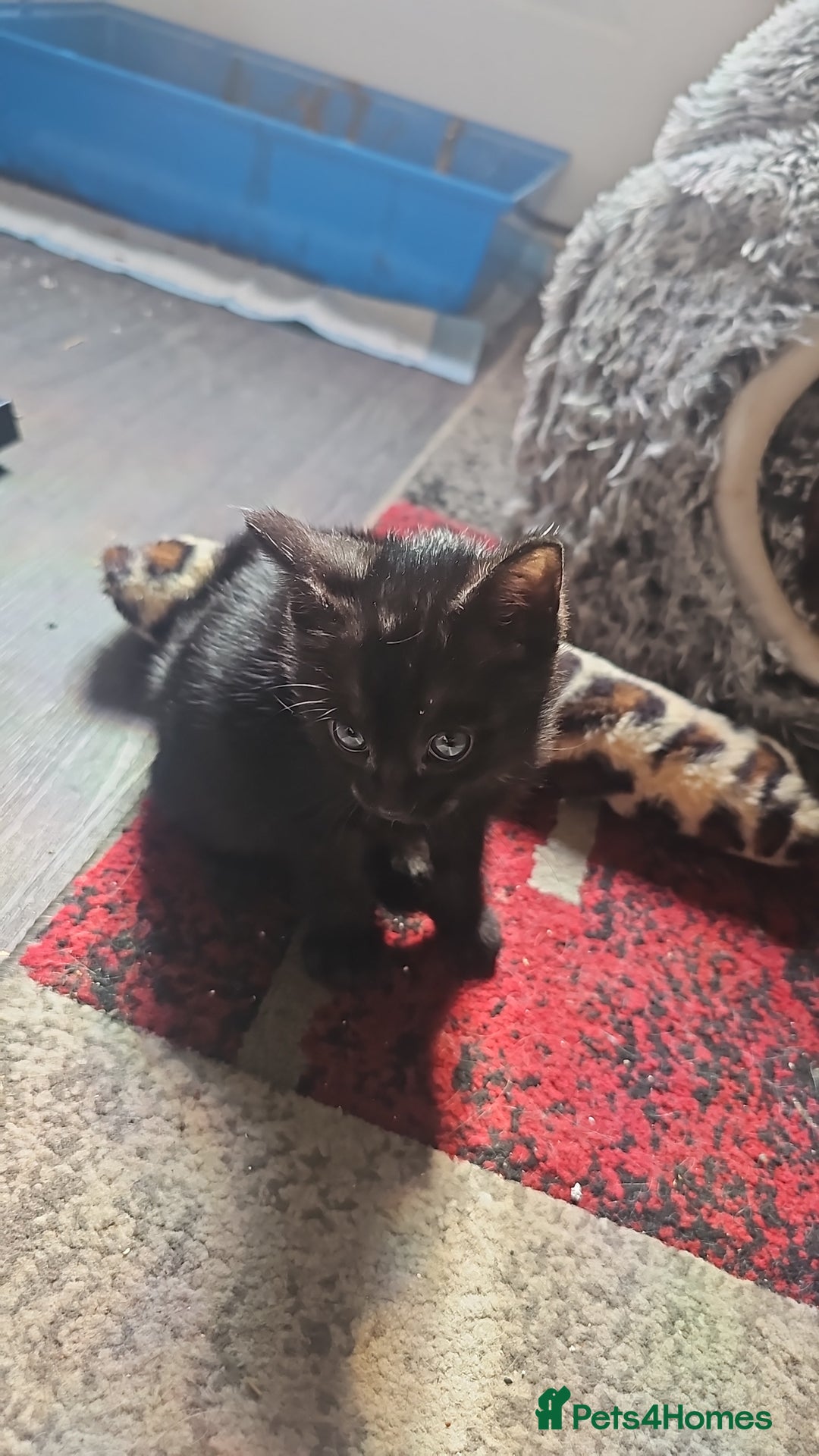 Mixed Breed cats for sale: Bengal/Siamese  - Image 2