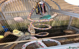 Budgerigars birds for sale: Looking for baby partots of any type  - Image 1