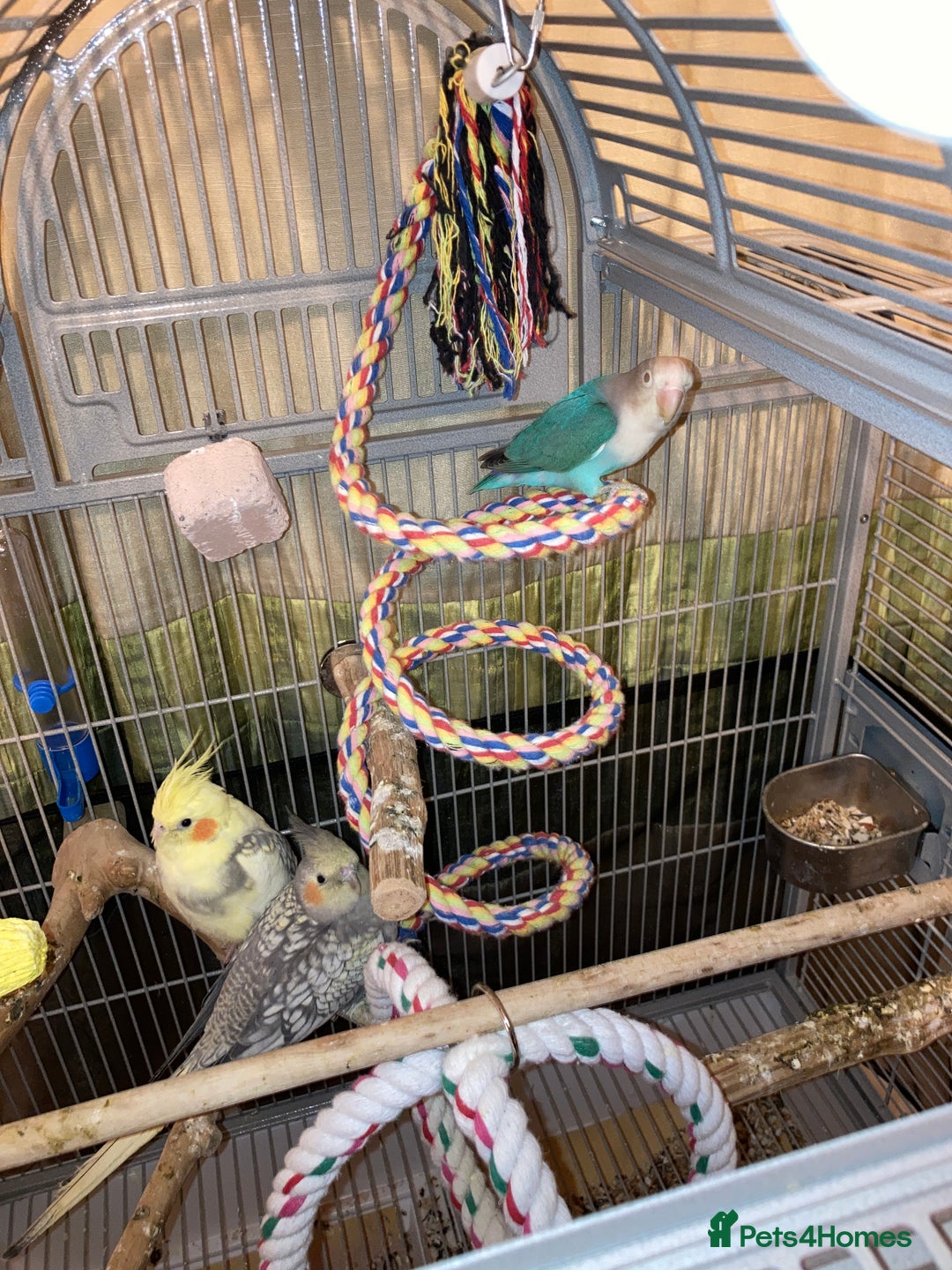 Budgerigars birds for sale: Looking for baby partots of any type  - Image 1