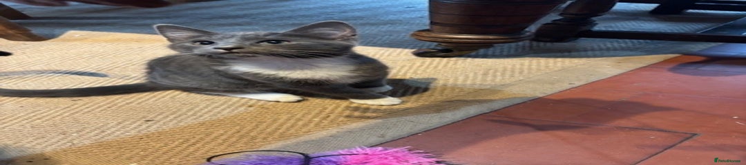 Grey Shorthair Male