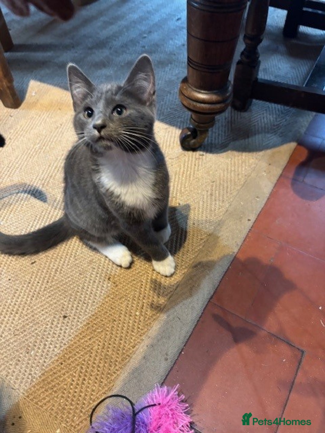Domestic Shorthair cats for sale: 4 kittens, ready to go - Image 13