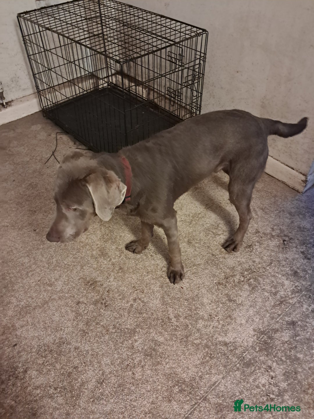 Labrador Retriever dogs for sale: Silver 11 month old male labrador  - Advert 3