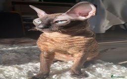 Cornish Rex cats for sale: Bruno, Cornish rex - Image 7