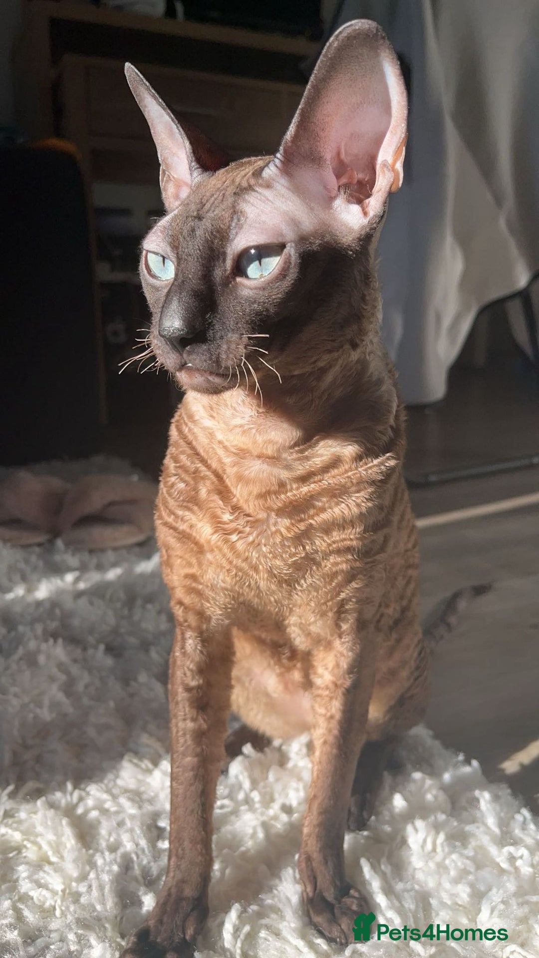 Cornish Rex cats for sale: Bruno, Cornish rex - Image 7