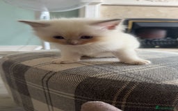 Ragdoll cats for sale: Beautiful Ragdoll (pure bred ) kittens  - Image 2