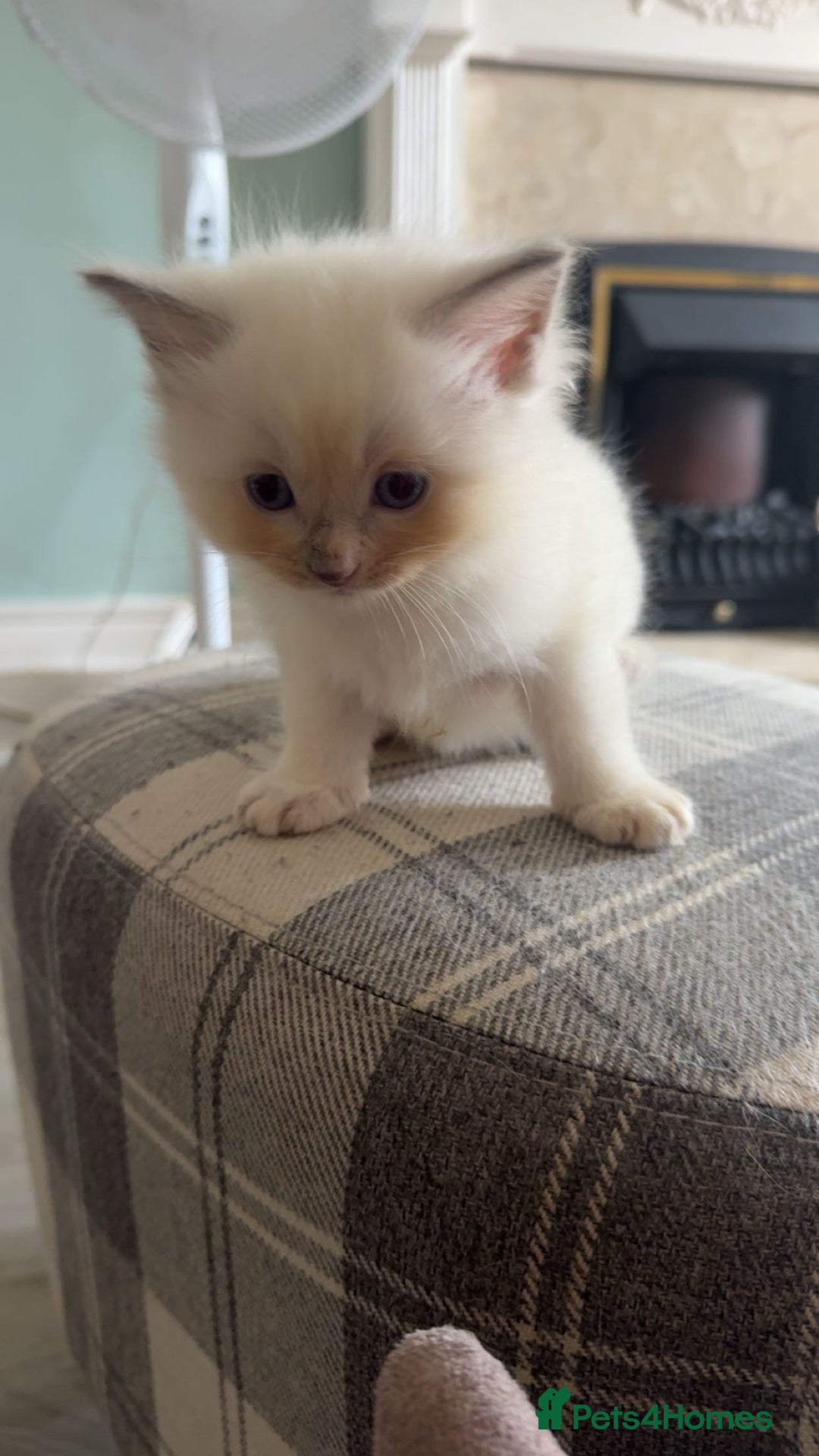 Ragdoll cats for sale: Beautiful Ragdoll (pure bred ) kittens  - Image 2