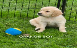 Golden Retriever dogs for sale: KC GOLDEN RETRIEVER PUPPIES  - Image 22