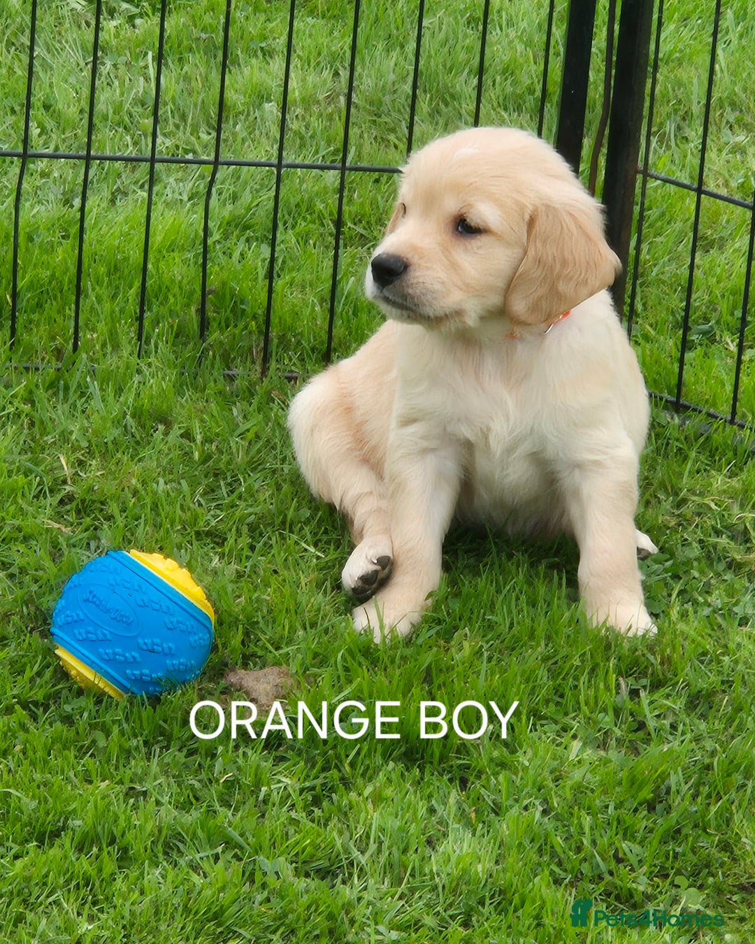 Golden Retriever dogs for sale: KC GOLDEN RETRIEVER PUPPIES  - Image 22