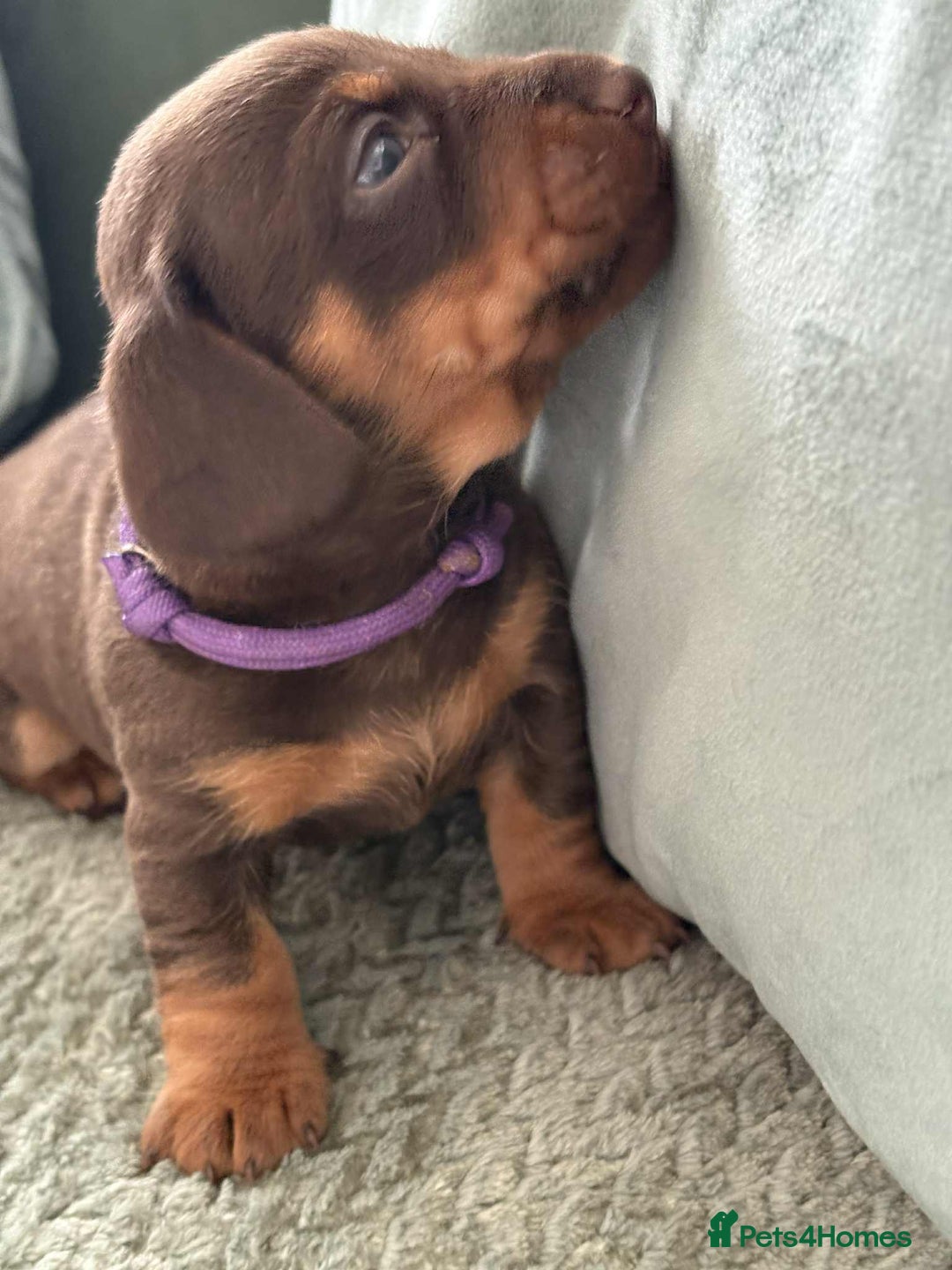 Miniature Dachshund dogs for sale: Mini Dachshund puppies   - Image 2