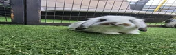 Mini Lop rabbits for sale: Beautiful mini lops for sale 💙🩷 - Advert 2