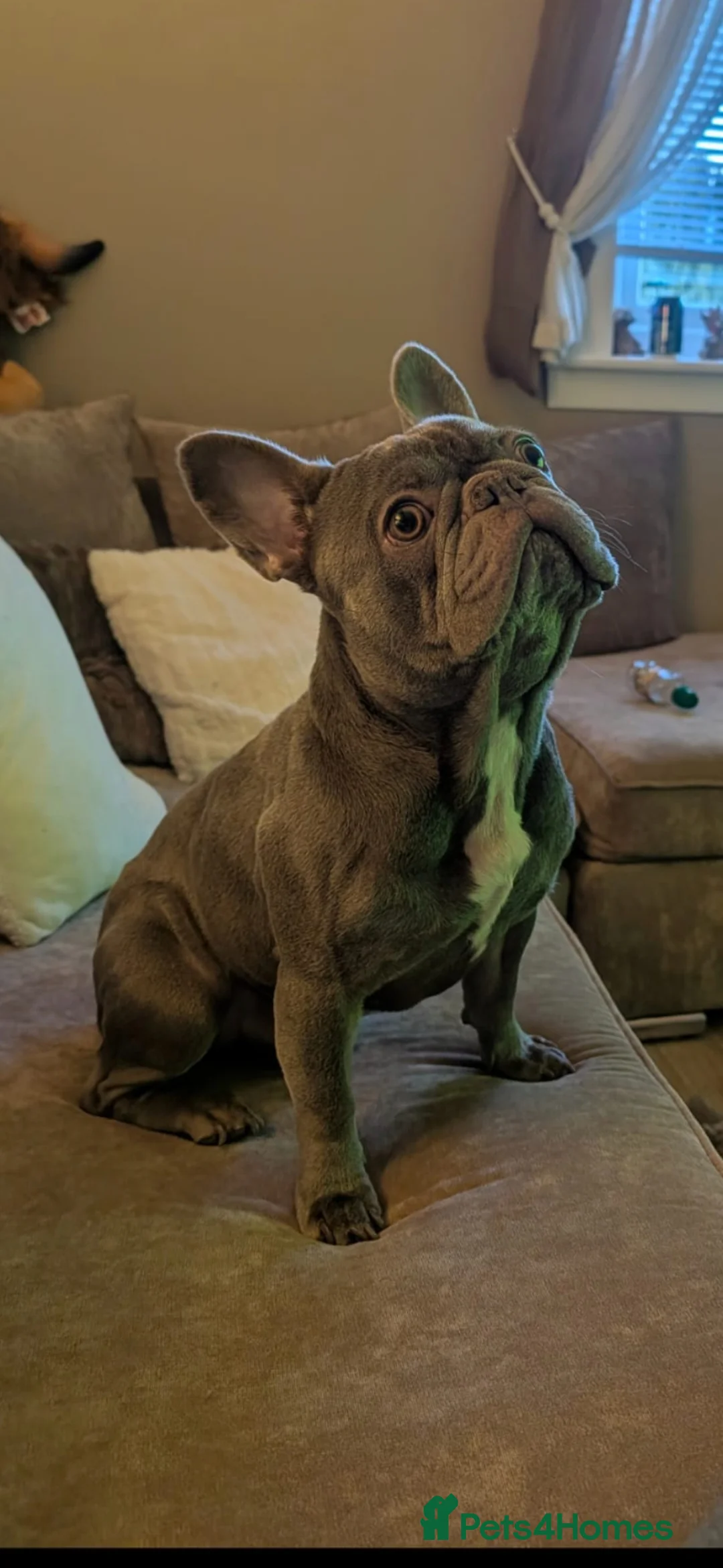 French Bulldog dogs for sale: French bull pups - Advert 34
