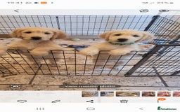 Goldendoodle dogs for sale: F1 Golden doodles by Varity Doodles  - Image 2