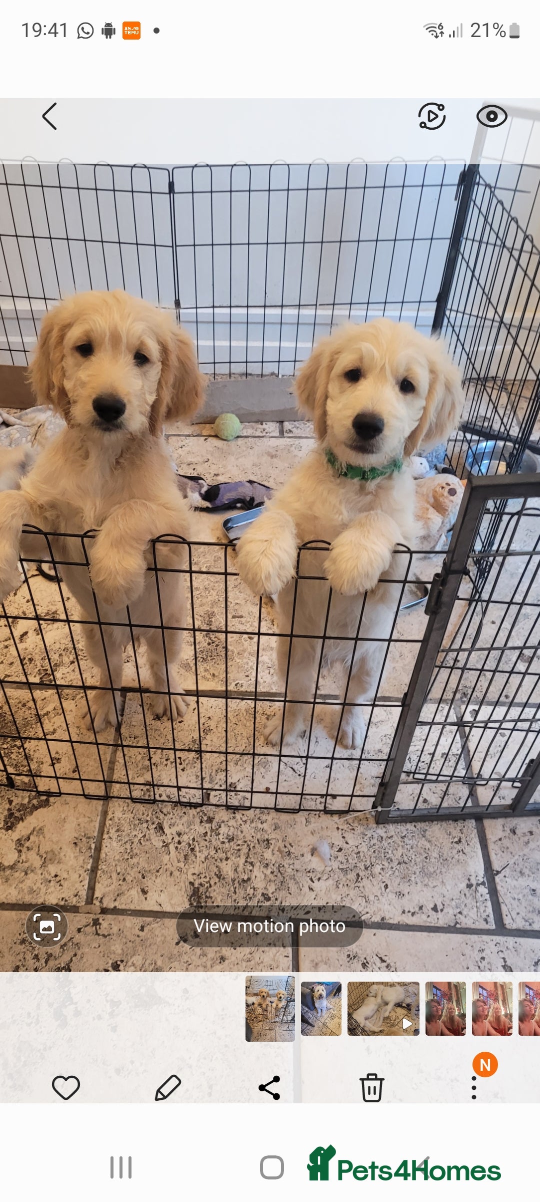 Goldendoodle dogs for sale: F1 Golden doodles by Varity Doodles  - Image 2
