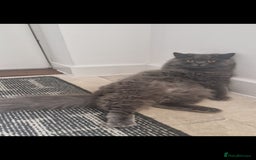 British Longhair cats for sale: 💙 Gorgeous British Longhair Queen 💙 - Image 6