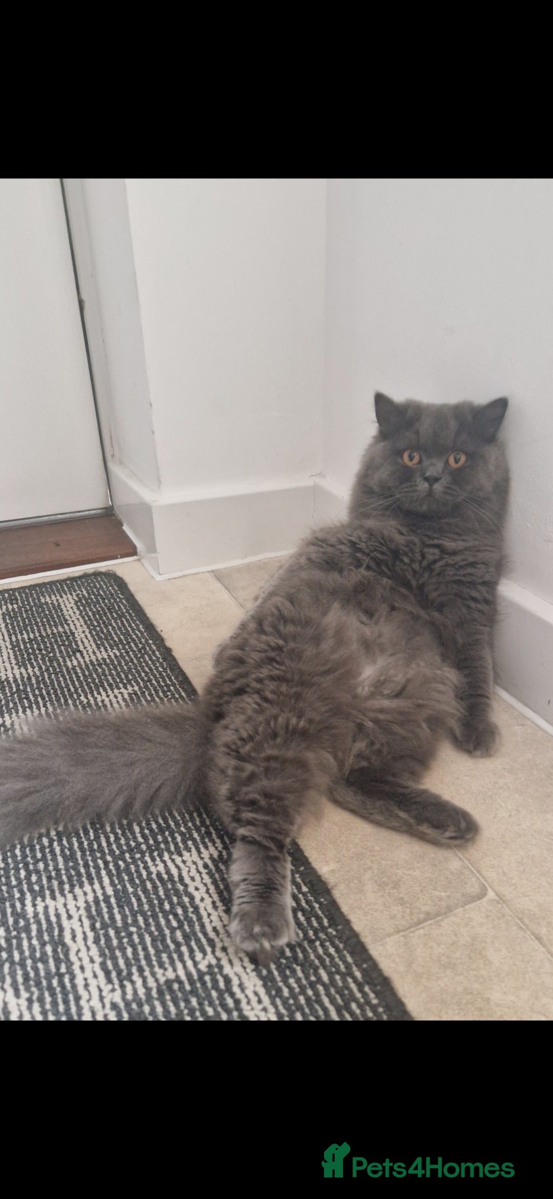 British Longhair cats for sale: 💙 Gorgeous British Longhair Queen 💙 - Image 6