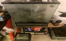 Gecko reptiles for sale: Normal crested gecko with enclosure  - Image 2