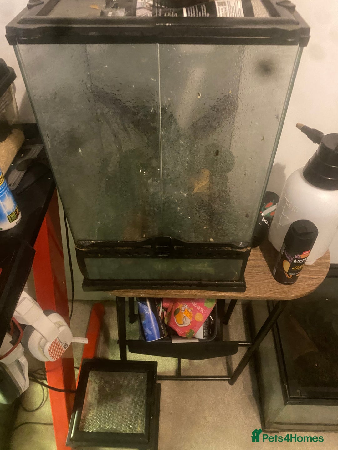 Gecko reptiles for sale: Normal crested gecko with enclosure  - Image 2