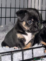 Mixed Breed dogs Beautiful Jack X Chihuha Puppies READY SOON - Advert 3