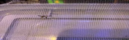 Stick Insects invertebrates for sale: Leaf insects, Nymphs in Preston - Advert 5