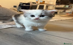 Persian cats for sale: Persian kittens  - Image 25