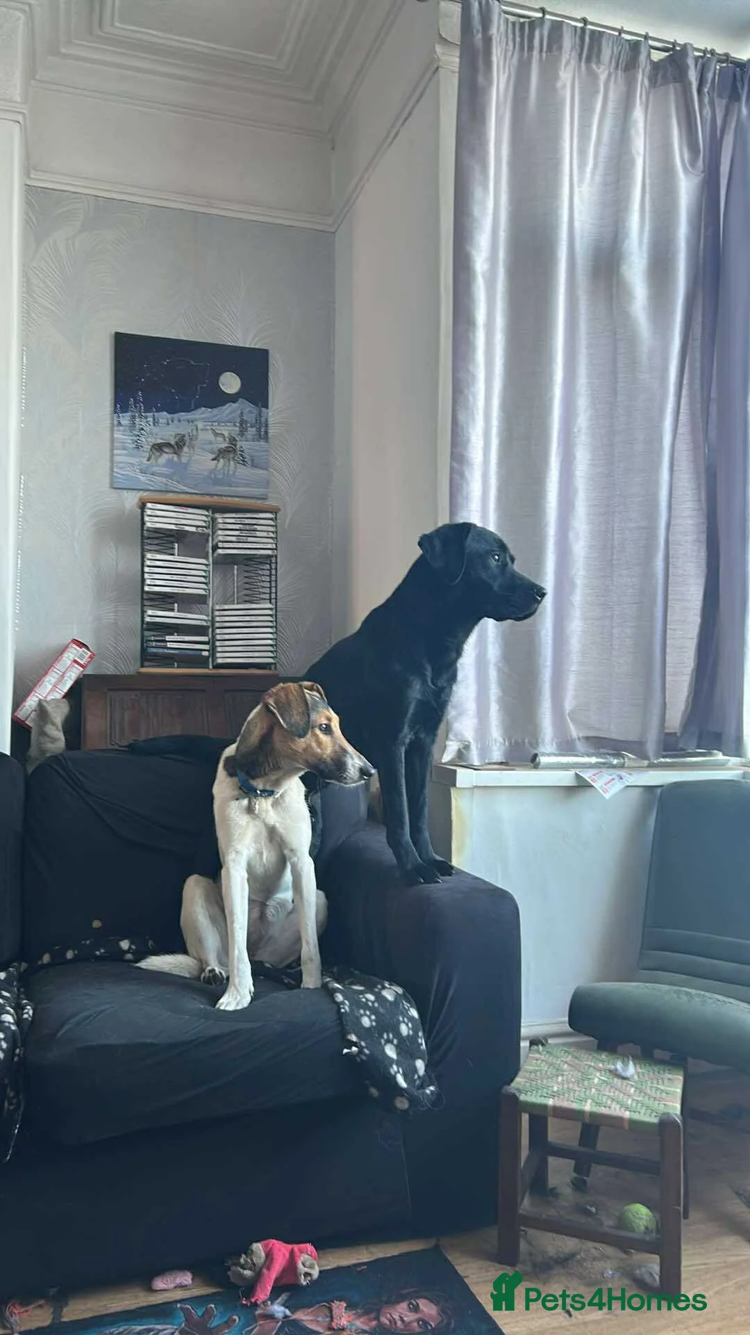 Mixed Breed dogs for adoption: Nora is looking for a loving forever home in Withernsea - Advert 4