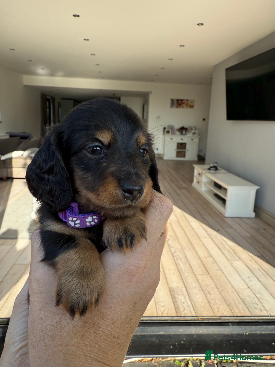 Miniature Dachshund dogs for sale: Pedigree Miniature Long hair Dachshund - Image 11