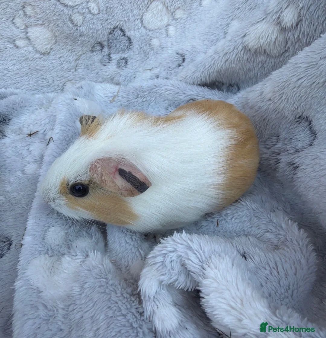 Guinea Pig rodents for sale: Baby guinea pigs - Advert 7