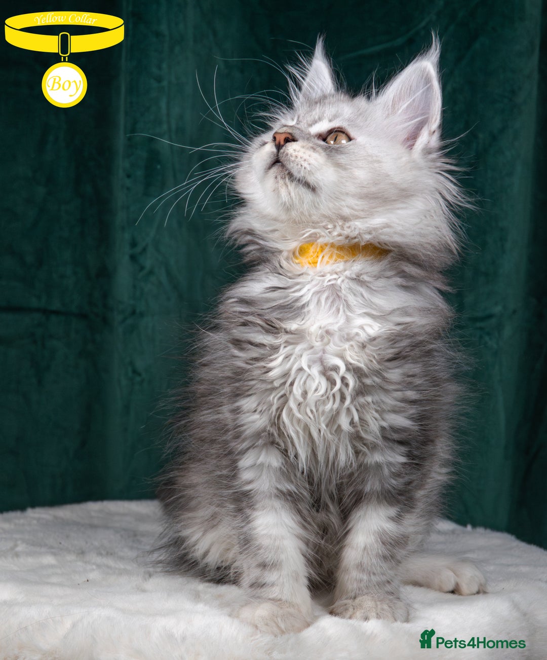 Maine Coon cats for sale: XL PEDIGREE TICA REGISTERED MAINE COON KITTENS - Advert 36