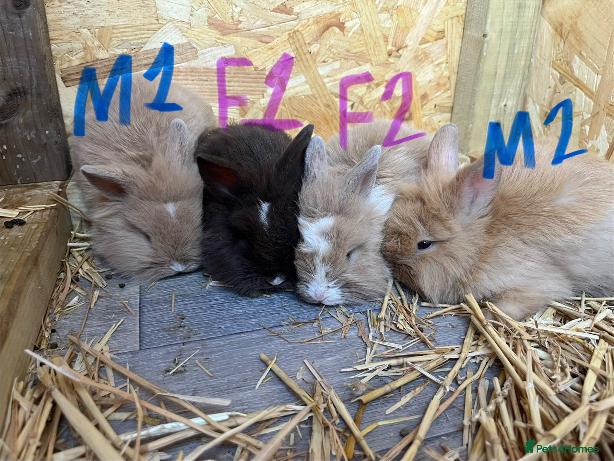 Mini Lion Lop rabbits  Beautiful Mini Lion Lop Bunnies  - Advert 1