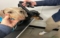 Miniature Dachshund dogs for stud: ⭐️ TRIGGER⭐️ smooth hair Isabella & Tan STUD in Mexborough - Image 25